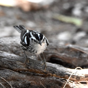 black and white warbler